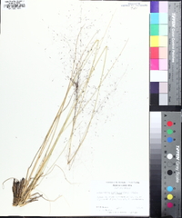 Muhlenbergia capillaris image