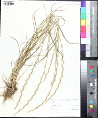 Lolium perenne subsp. multiflorum image