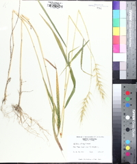 Elymus hystrix image