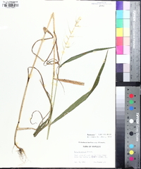 Elymus hystrix image