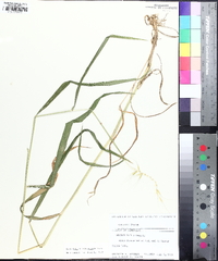 Elymus hystrix image