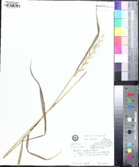 Elymus hystrix image