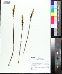 Spiranthes cernua image