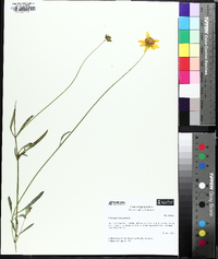 Coreopsis lanceolata image