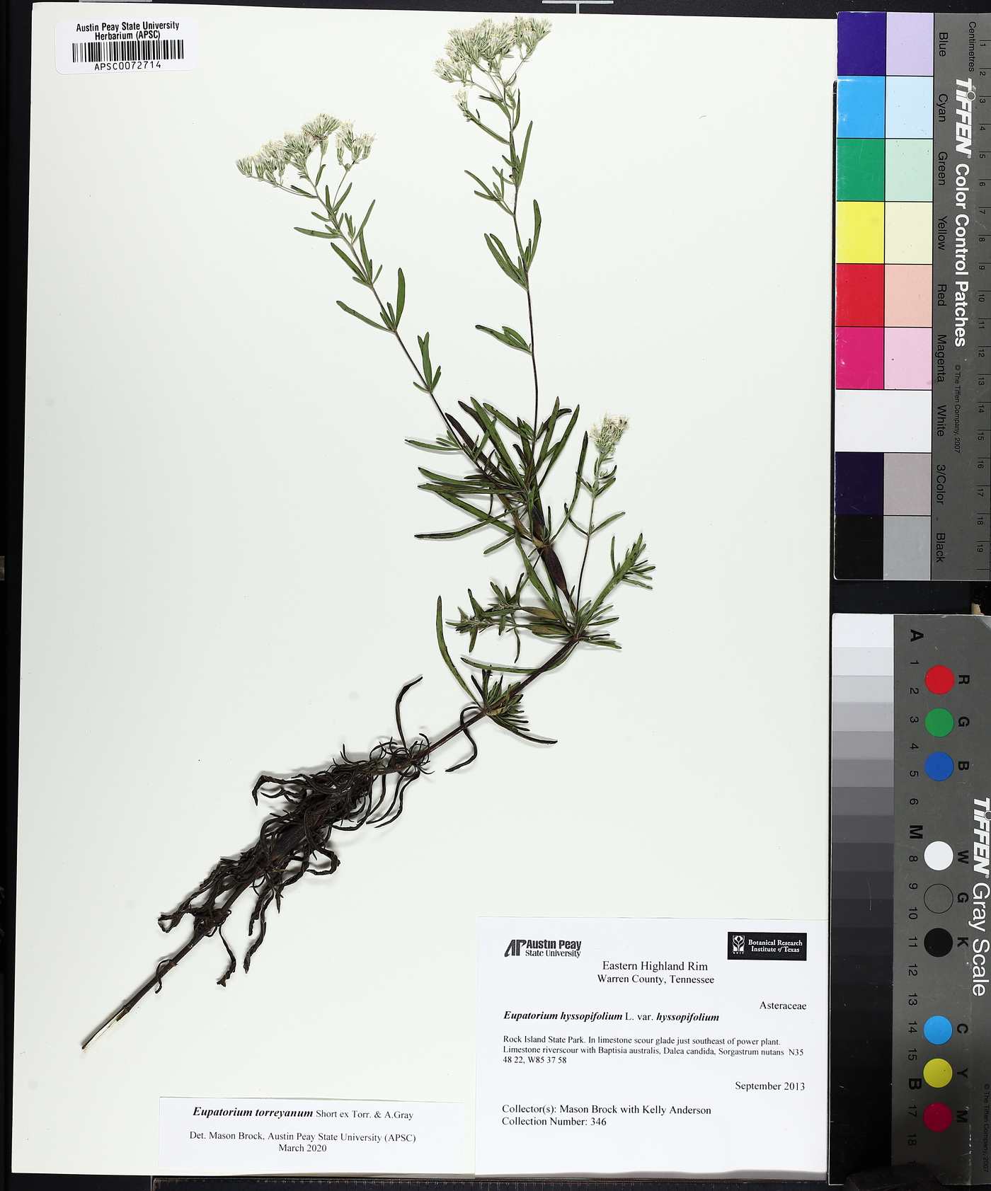 Eupatorium torreyanum image