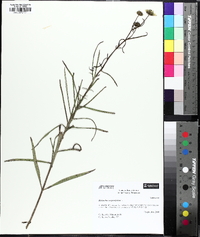 Helianthus angustifolius image