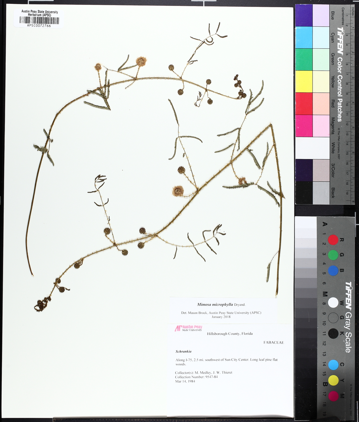 Mimosa albida var. willdenowii image