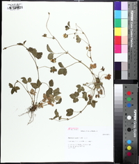 Potentilla indica image