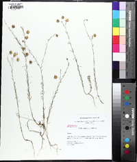 Linum pratense image