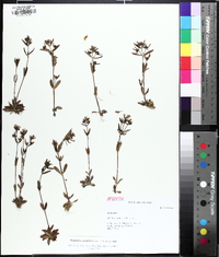 Houstonia canadensis image