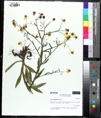 Helenium flexuosum image