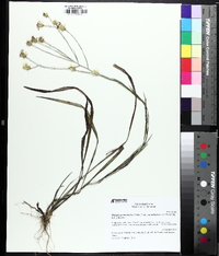 Pityopsis graminifolia image
