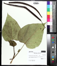 Catalpa speciosa image