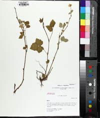 Rubus enslenii image