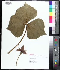 Trillium sulcatum image