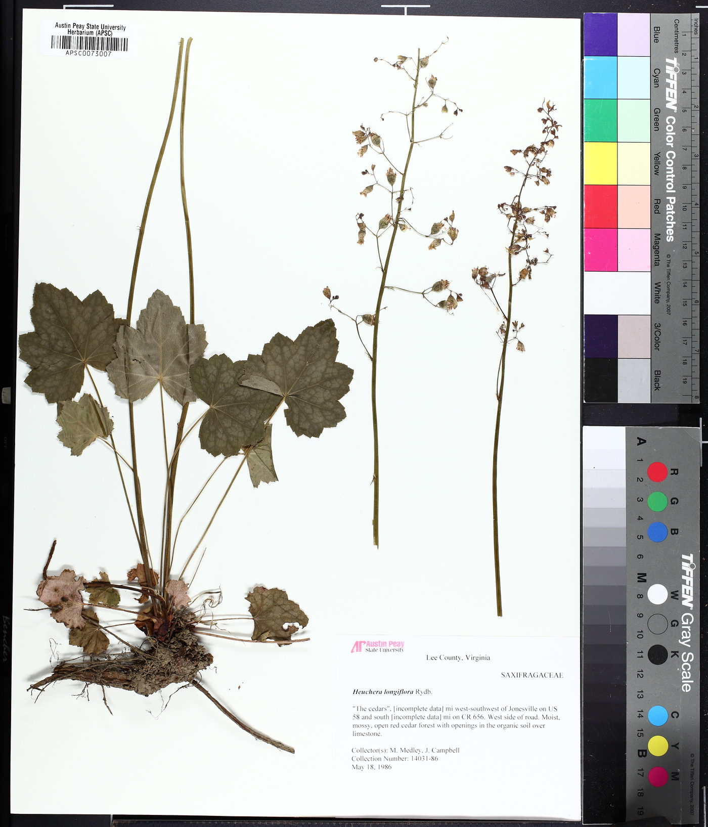 Heuchera longiflora image