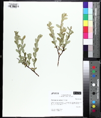 Hypericum crux-andreae image