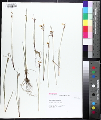 Sisyrinchium albidum image