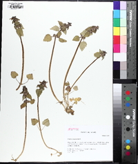 Lamium purpureum image