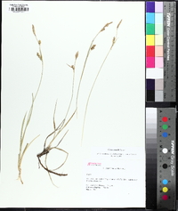 Carex meadii image