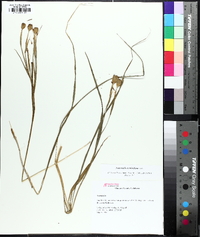 Nemastylis geminiflora image