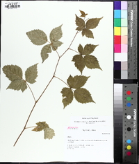 Rubus flagellaris image