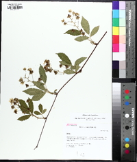 Rubus flagellaris image