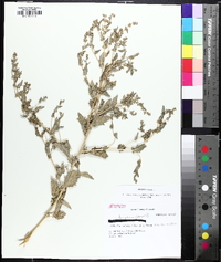 Atriplex rosea image