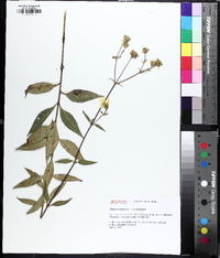 Silphium asteriscus image