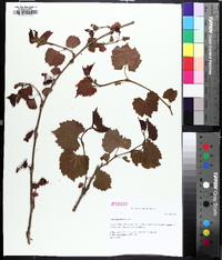 Vitis rupestris image