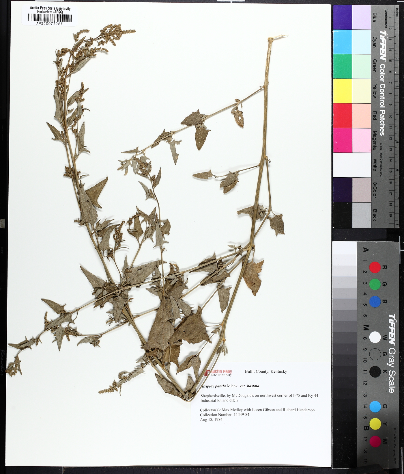 Atriplex prostrata image