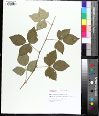 Rubus flagellaris image