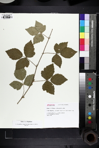 Rubus flagellaris image