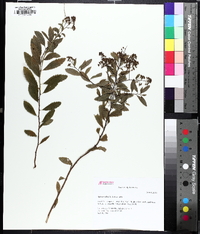 Spiraea alba image