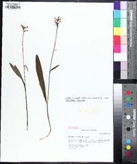 Platanthera clavellata image