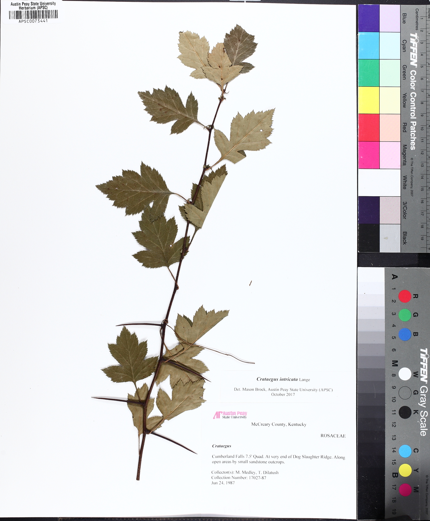Crataegus intricata image