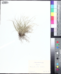 Carex leavenworthii image