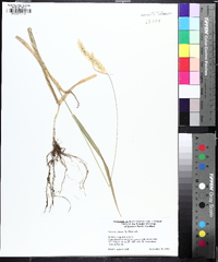 Setaria pumila image