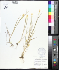 Setaria pumila image