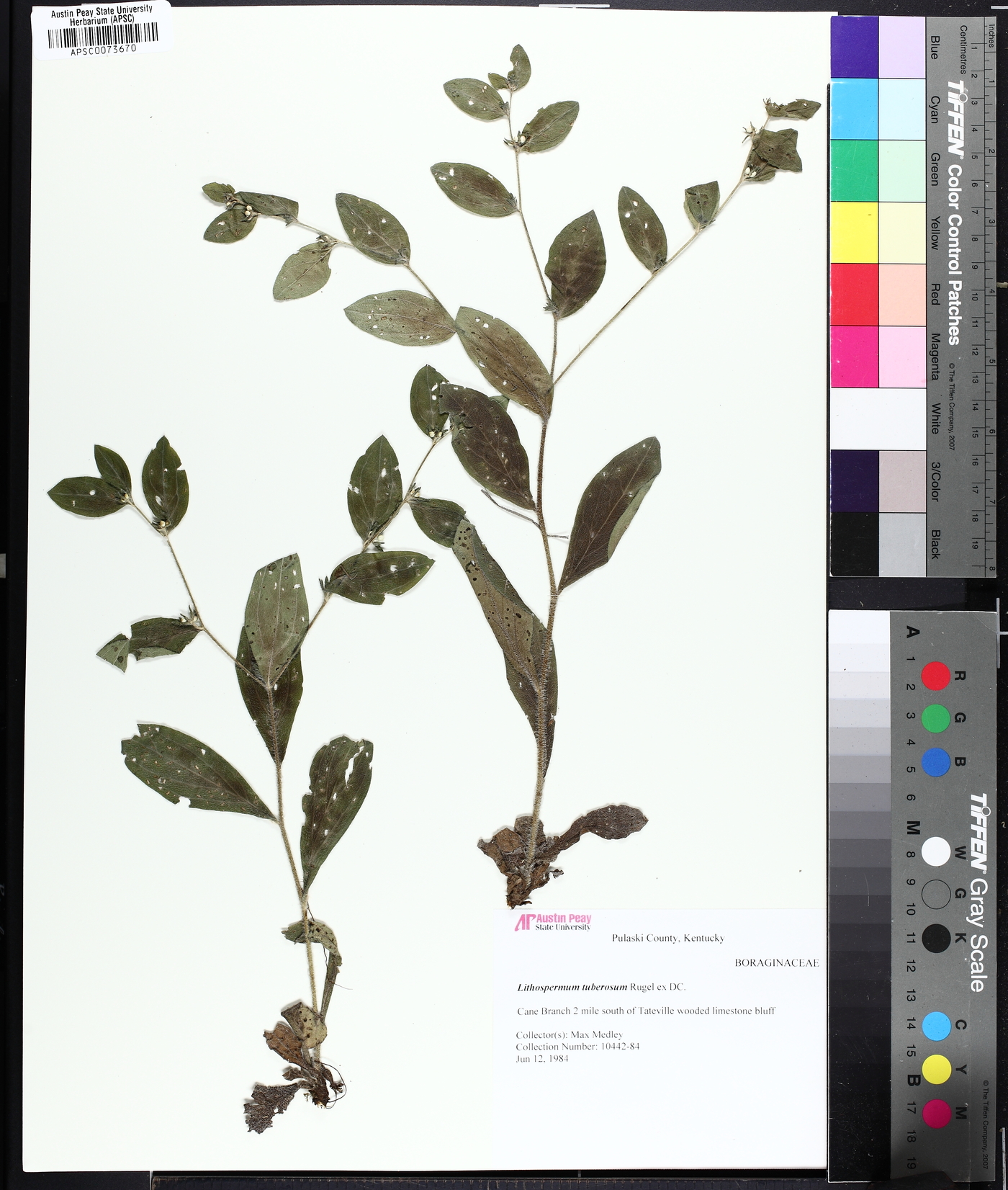 Lithospermum tuberosum image