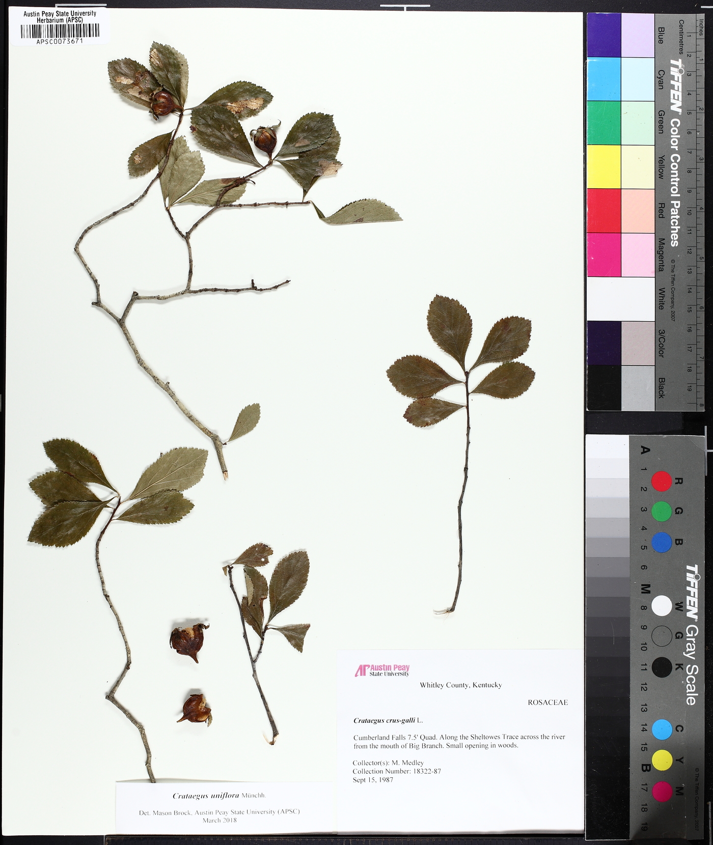Crataegus uniflora image