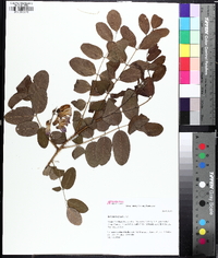 Robinia hispida image