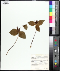 Trillium sessile image