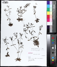 Houstonia canadensis image