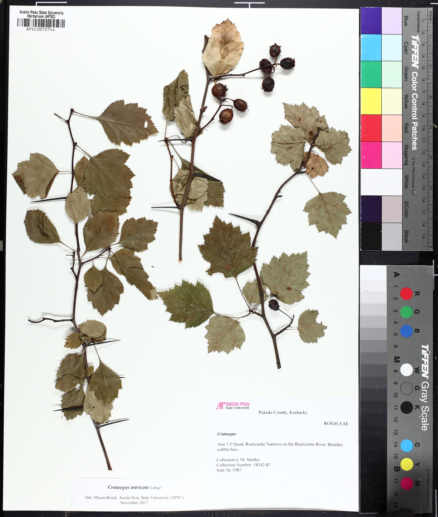 Crataegus intricata image