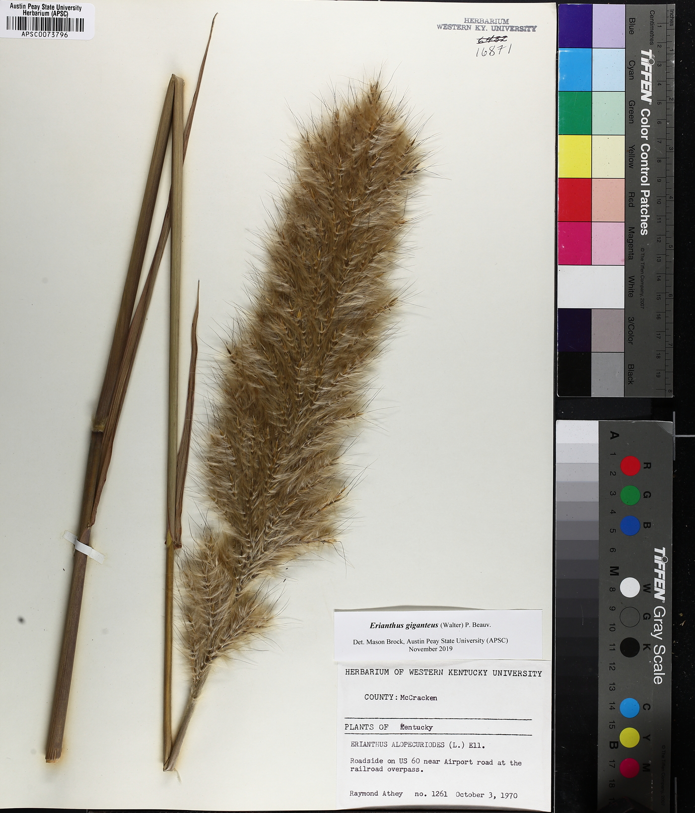 Saccharum giganteum image