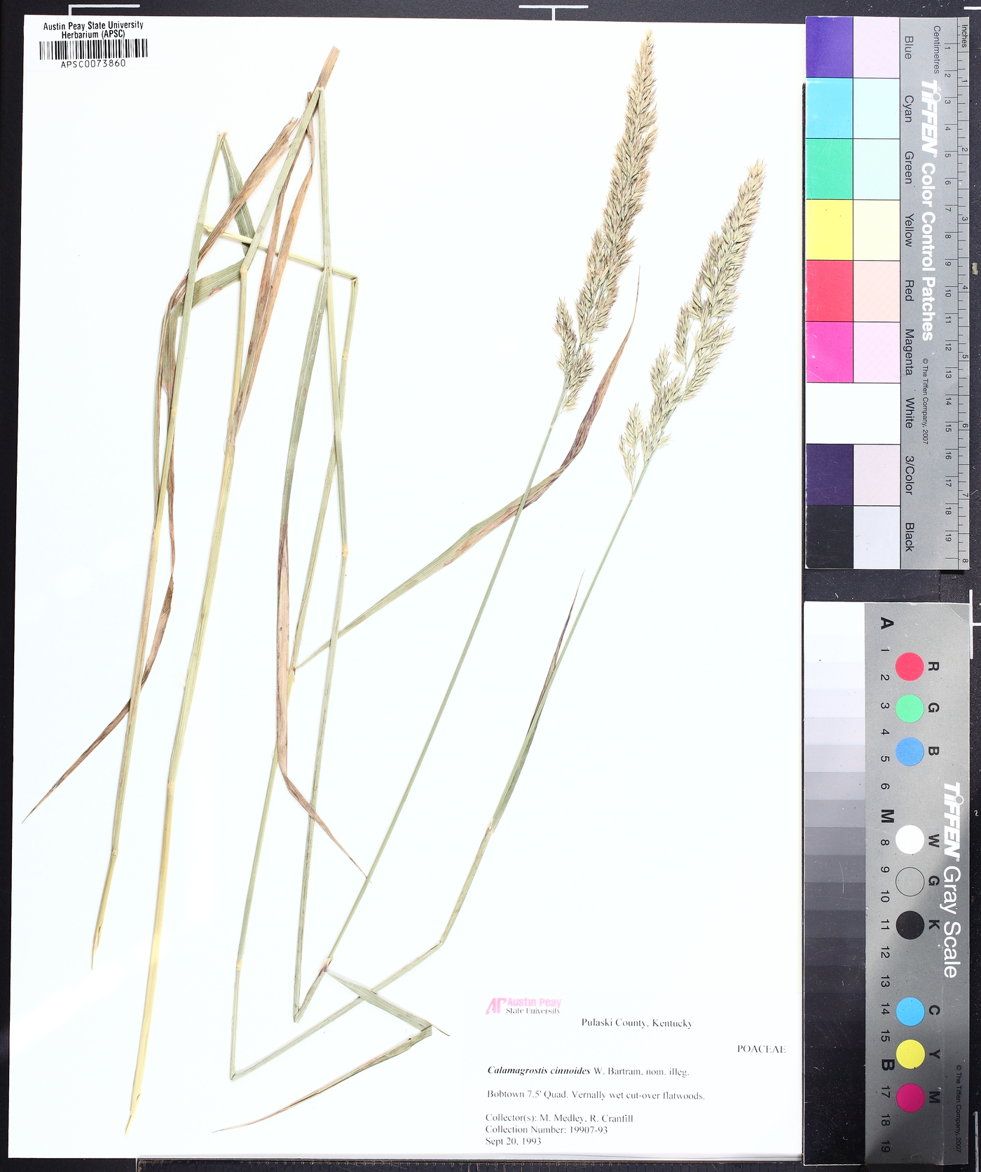 Greeneochloa coarctata image