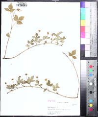 Rubus flagellaris image