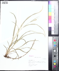 Carex scabrata image