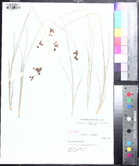 Fimbristylis puberula image